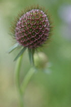 Scabious, Scabiosa caucasia 'Clive Greaves'.