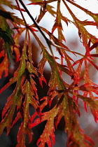 Japanese Maple, Acer palmatum dissectum atropurpureum.