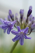 Agapanthus, Agapanthus africanus.