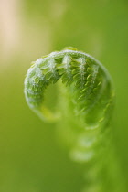 Fern.