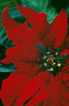 Poinsettia, Euphorbia pulcherrima.