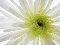 Chrysanthemum.