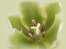 Tulip, Tulipa 'Spring green'.