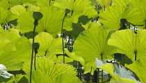 Waterlily, Nymphaea.