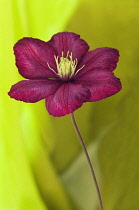 Clematis, Clematis 'Ville de Lyon'.