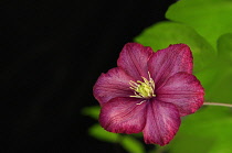 Clematis, Clematis 'Ville de Lyon'.