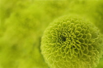 Chrysanthemum, Chrysanthemum 'kermit'.