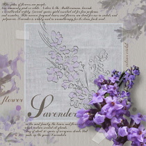 Lavender, Lavandula augustifolia.