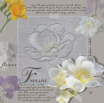 Freesia.