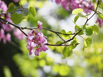 Judustree, Cercis ciliquastrum.