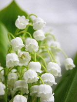 Lily-of-the-valley, Convallaria majalis.