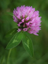 Clover, Trifolium pratense.