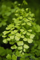 Maidenhairfern, Adiantum pedatum.