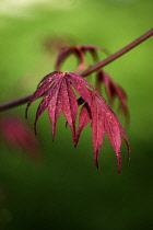 Japanese Maple, Acer Palmatum 'Atropurpureum'.