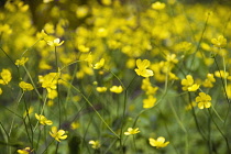 Buttercup, Ranunculus acris.