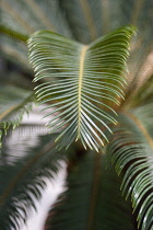 Palm, Sago palm, Cycas revoluta.