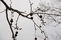 London Plane, Platanus acerifolia.