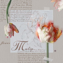 Tulip, Tulipa.