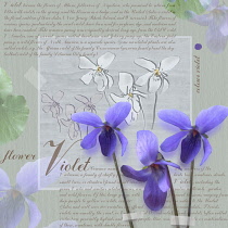 Violet, Sweet violet, Viola odorata.