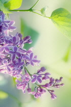 Lilac, Syringa vulgaris.