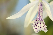 Orchid, Laelia cattleya.
