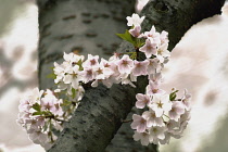 Cherry, Prunus cerasus.