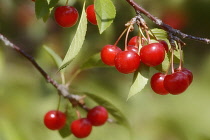 Cherry, Prunus cerasus.