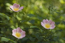 Rose, Wild rose, Dog rose, Rosa canina.