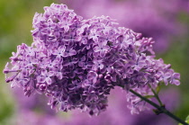 Lilac, Syringa vulgaris.