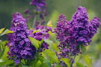 Lilac, Syringa vulgaris.