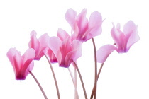 Cyclamen, Cyclamen hederifolium.