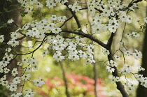 Dogwood, Flowering dogwood, Cornus 'Florida'.