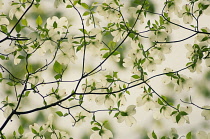 Dogwood, Flowering dogwood, Cornus 'Florida'.