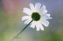 Daisy, Shasta daisy, Leucanthemum x superbum.