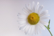 Daisy, Shasta daisy, Leucanthemum x superbum.