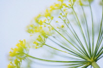 Dill, Anethum graveolens.