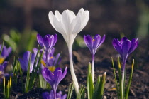 Crocus, Crocus vernus.