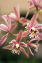 Orchid, Cymbidium.