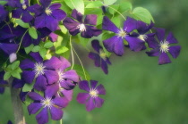 Clematis, Clematis viticella 'Etiole Violette'.