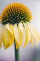 Echinacea, Purple coneflower, Echinacea purpurea 'Harvest Moon'.