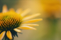 Echinacea, Purple coneflower, Echinacea purpurea 'Harvest Moon'.