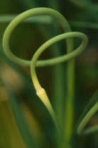 Garlic, Allium sativum.