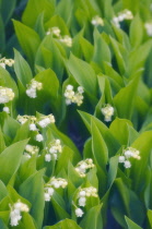 Lily-of-the-valley, Convallaria majalis.