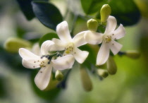 Orange Jessamine, Murraya paniculata.