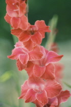 Gladiolus.