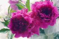 Peony, Paeonia lactiflora.