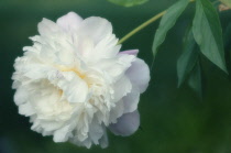 Peony, Paeonia lactiflora.