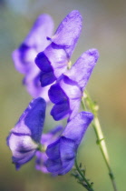 Monkshood, Aconitum napellus.