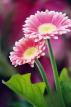Gerbera, Barberton daisy, Gerbera jamesonii.