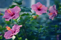 Hibiscus, Hibiscus syriacus.